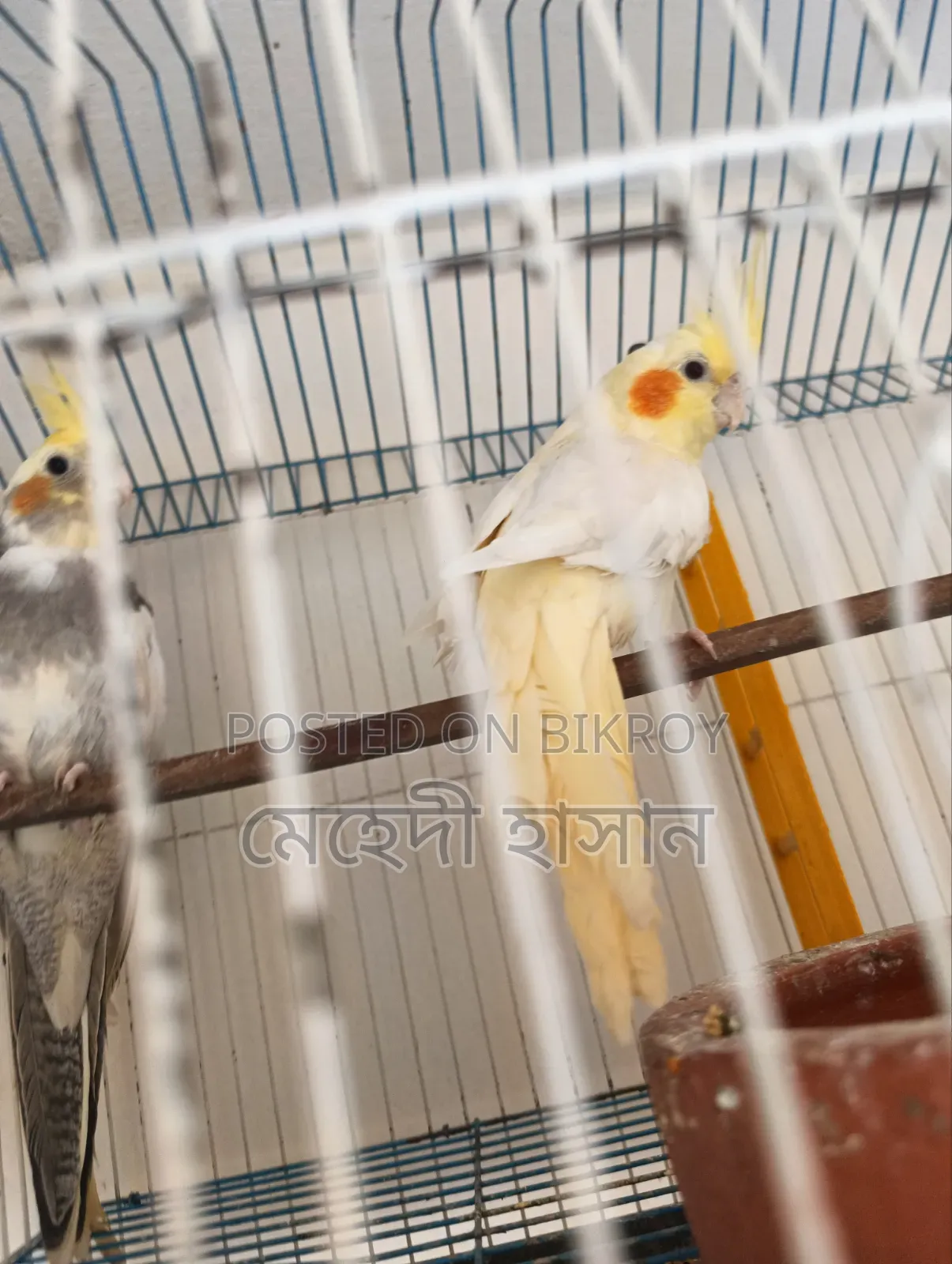 কোকাটেল পাখি