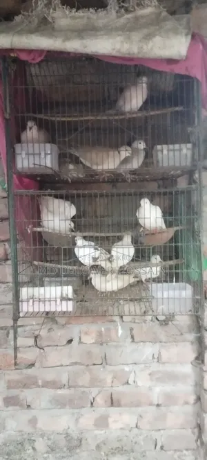 Dove Birds Emergency