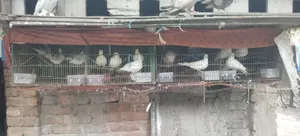 Dove Birds Emergency