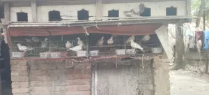Dove Birds Emergency