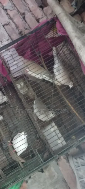Dove Birds Emergency