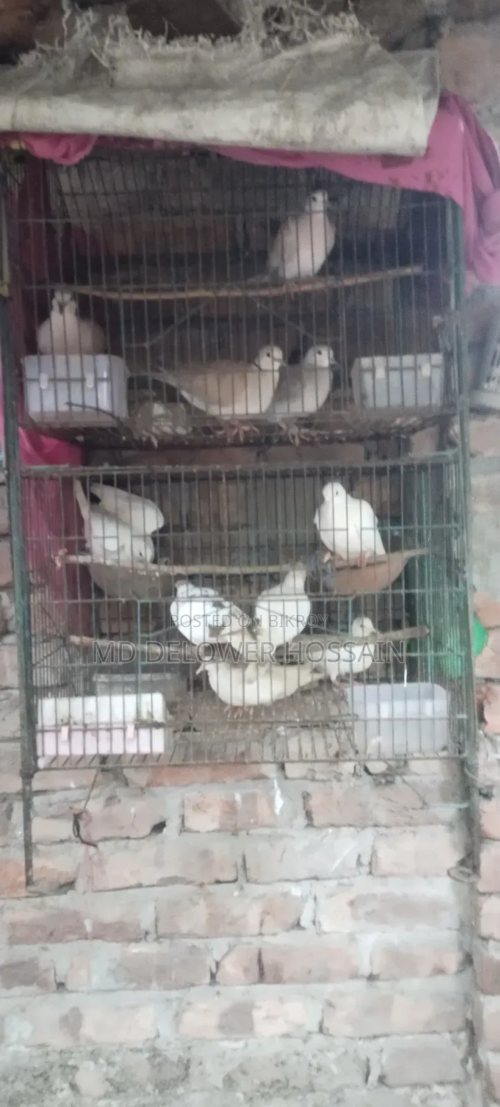 Dove Birds Emergency