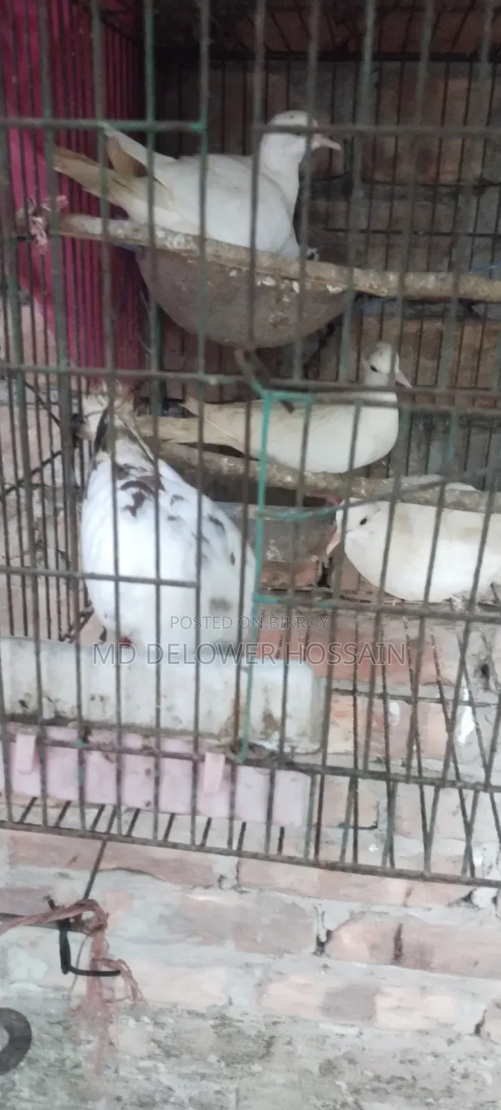 Dove Birds Emergency