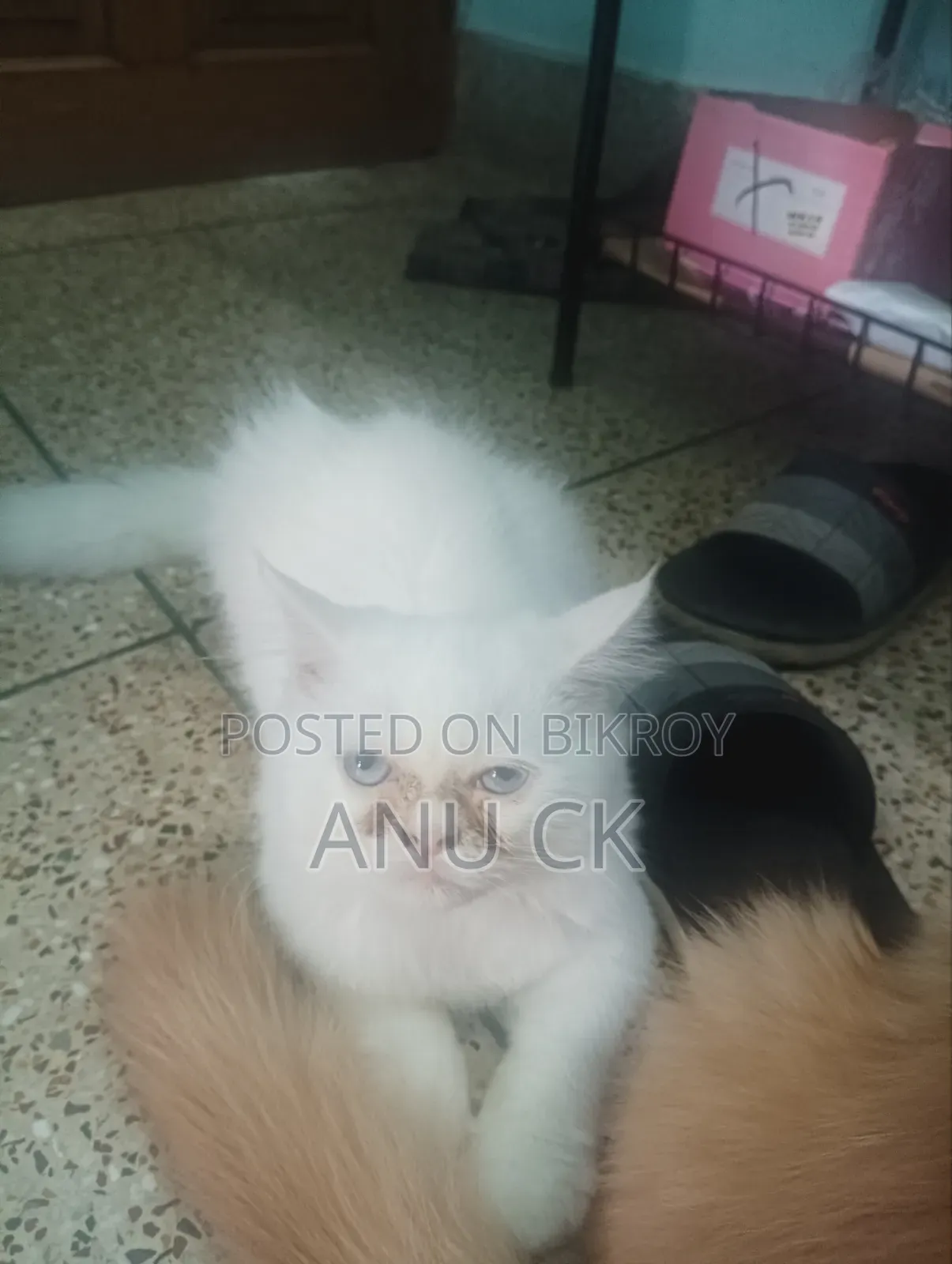 1-3 Months Female Purebred Persian
