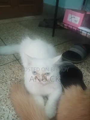 1-3 Months Female Purebred Persian