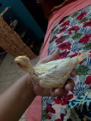 লুটিনো বেবি