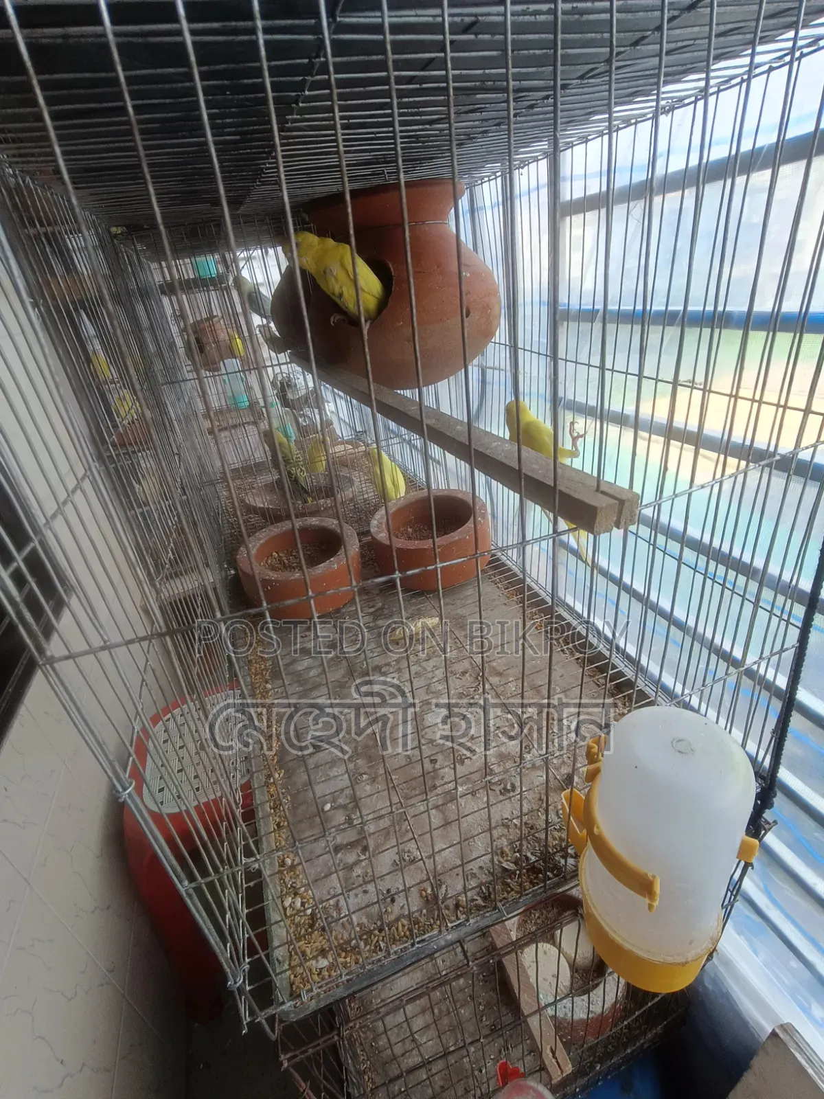 Lutino Budgie