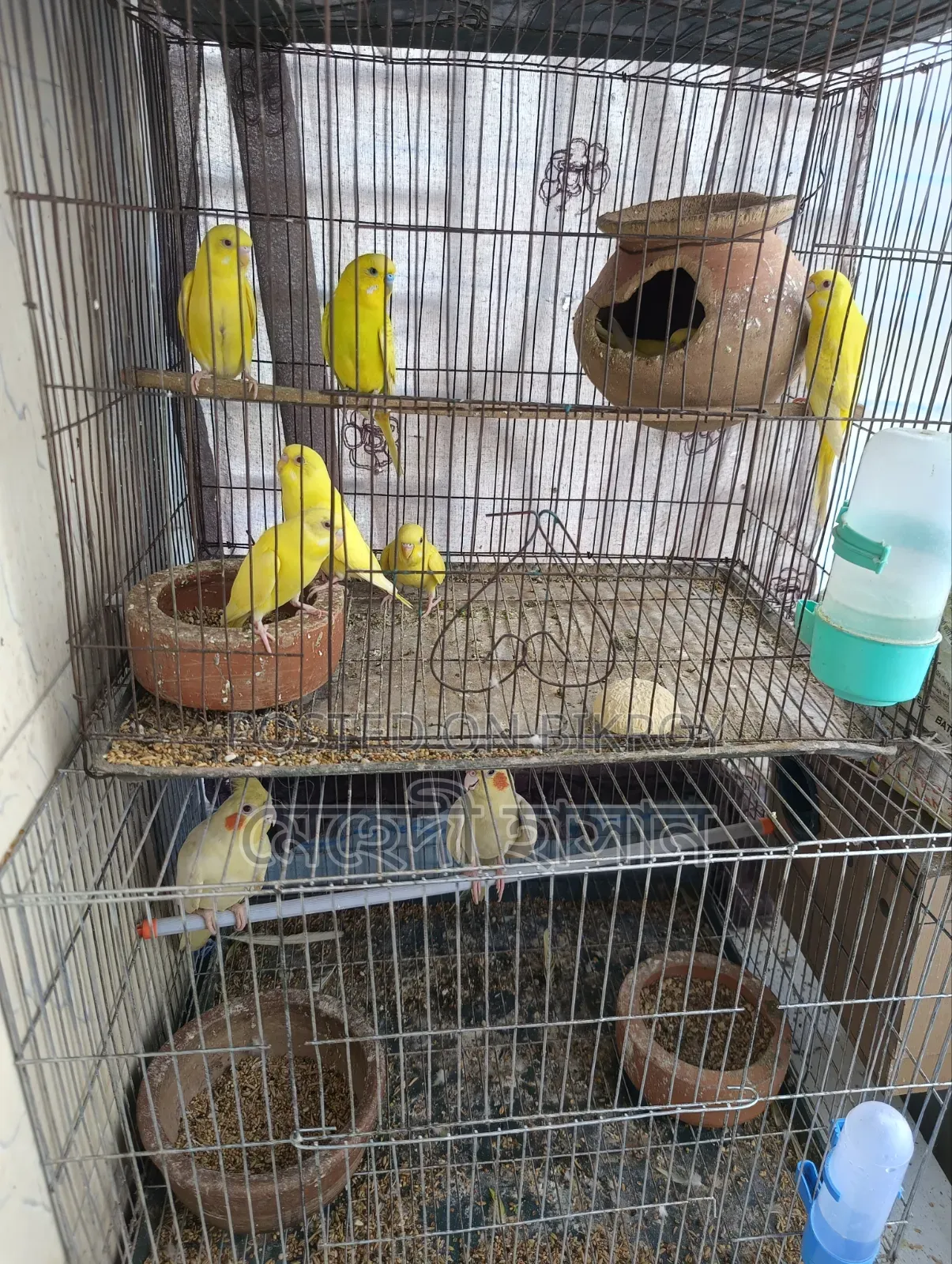 Lutino Budgie