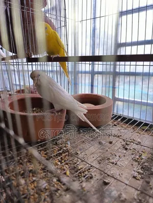 Lutino Budgie