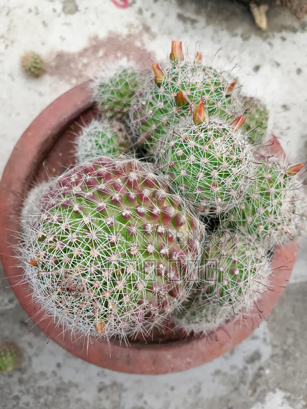 Cactus Plants