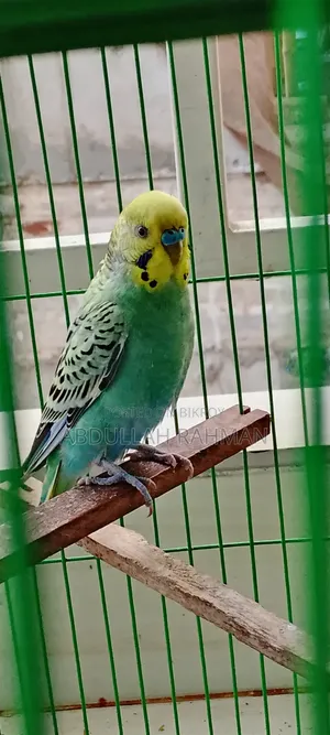 বাজরিগার পাখি