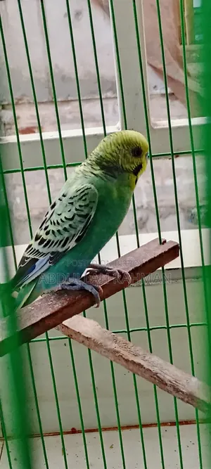 বাজরিগার পাখি