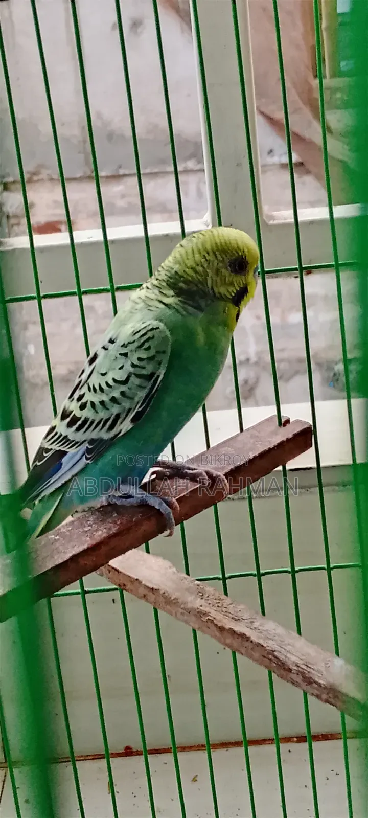 বাজরিগার পাখি