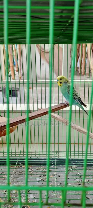 বাজরিগার পাখি