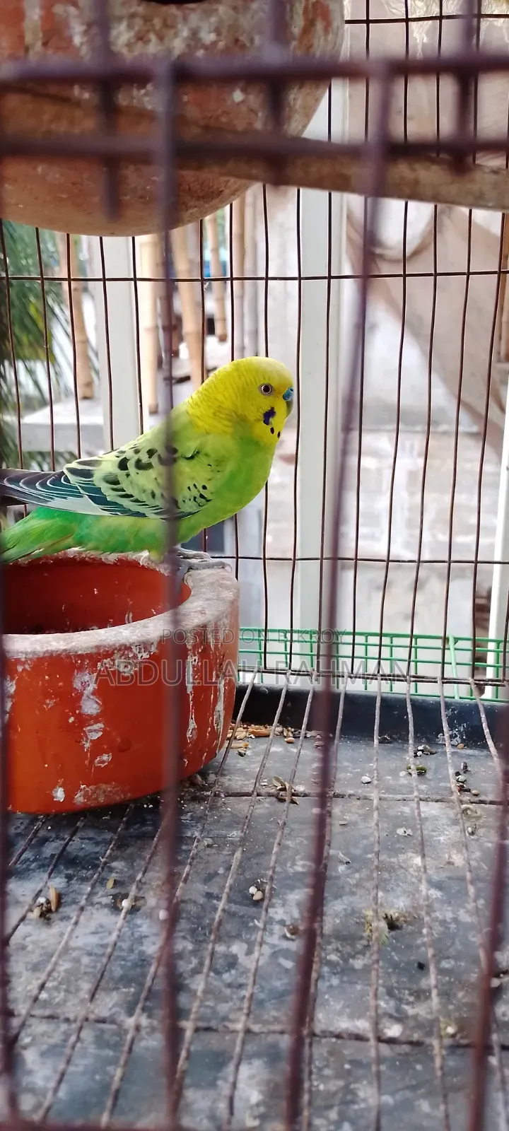 বাজরিগার পাখি( রানিং)
