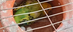 বাজরিগার পাখি( রানিং)