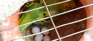 বাজরিগার পাখি( রানিং)