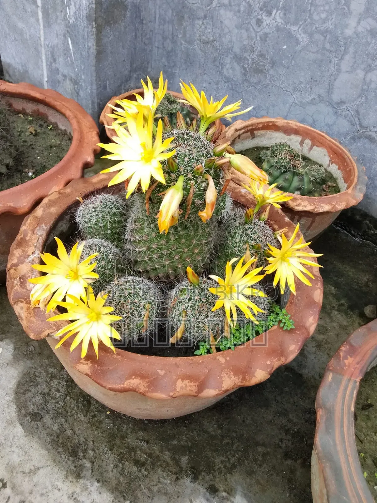 Cactus Tree