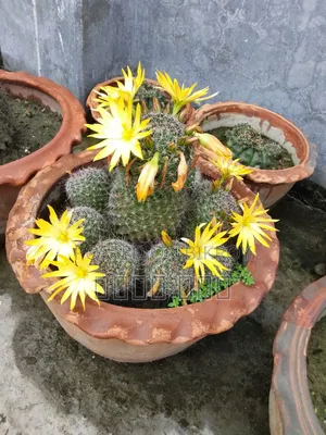 Cactus Tree