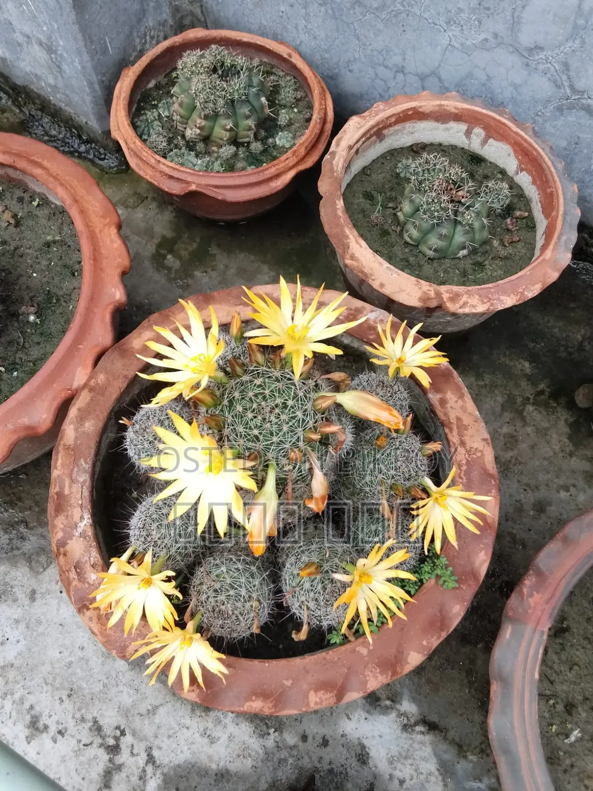 Cactus Tree