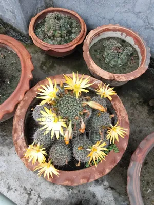 Cactus Tree