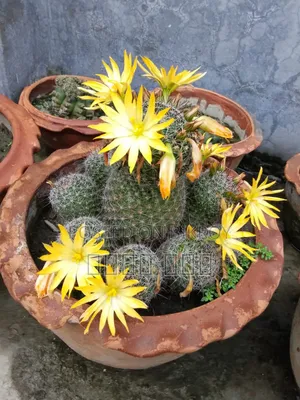 Cactus Tree