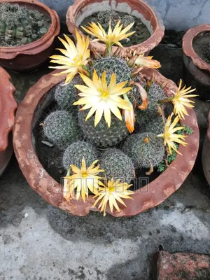 Cactus Tree
