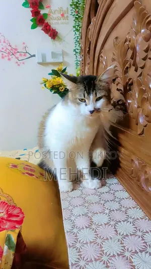১-৩ মাস বয়সী পুরুষ পিওর সাইবেরিয়ান বিড়াল
