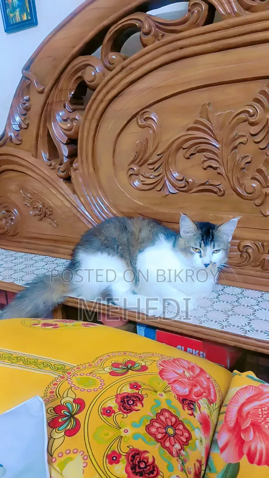 ১-৩ মাস বয়সী পুরুষ পিওর সাইবেরিয়ান বিড়াল