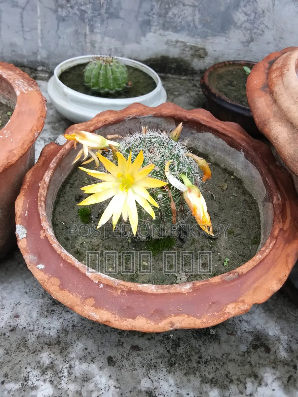 Cactus Tree