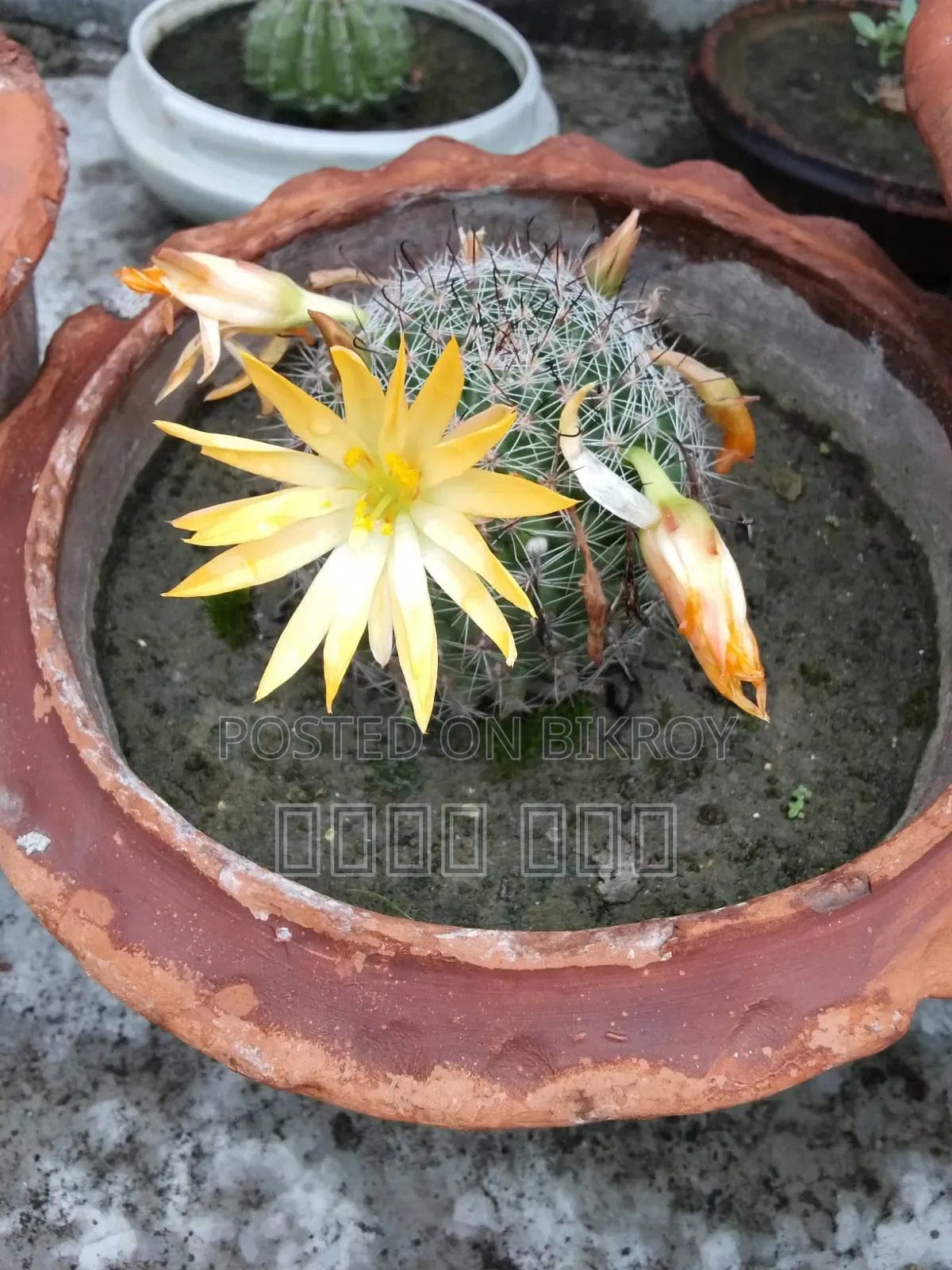 Cactus Tree
