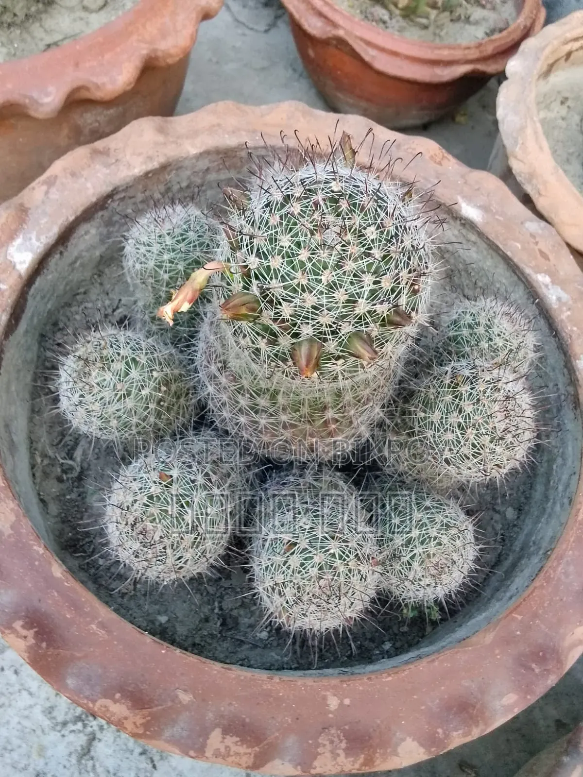 Cactus Tree