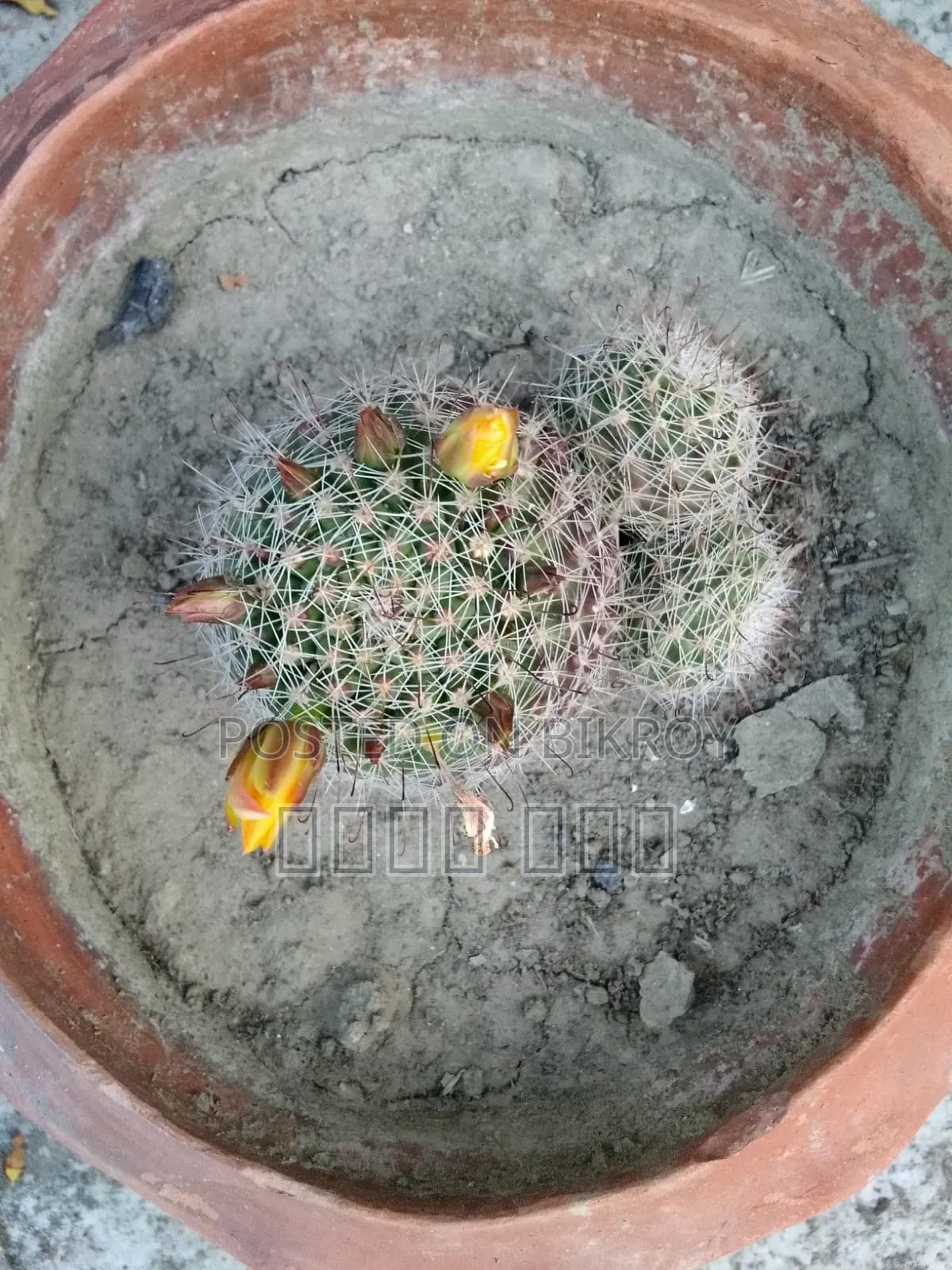 Cactus Tree