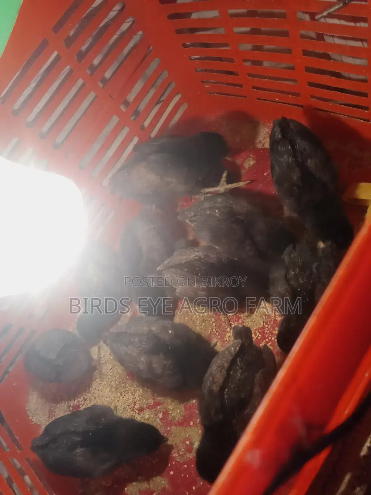 দেশি ও কাদাকনাথ মুরগীর বাচ্চা