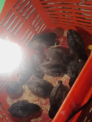 দেশি ও কাদাকনাথ মুরগীর বাচ্চা