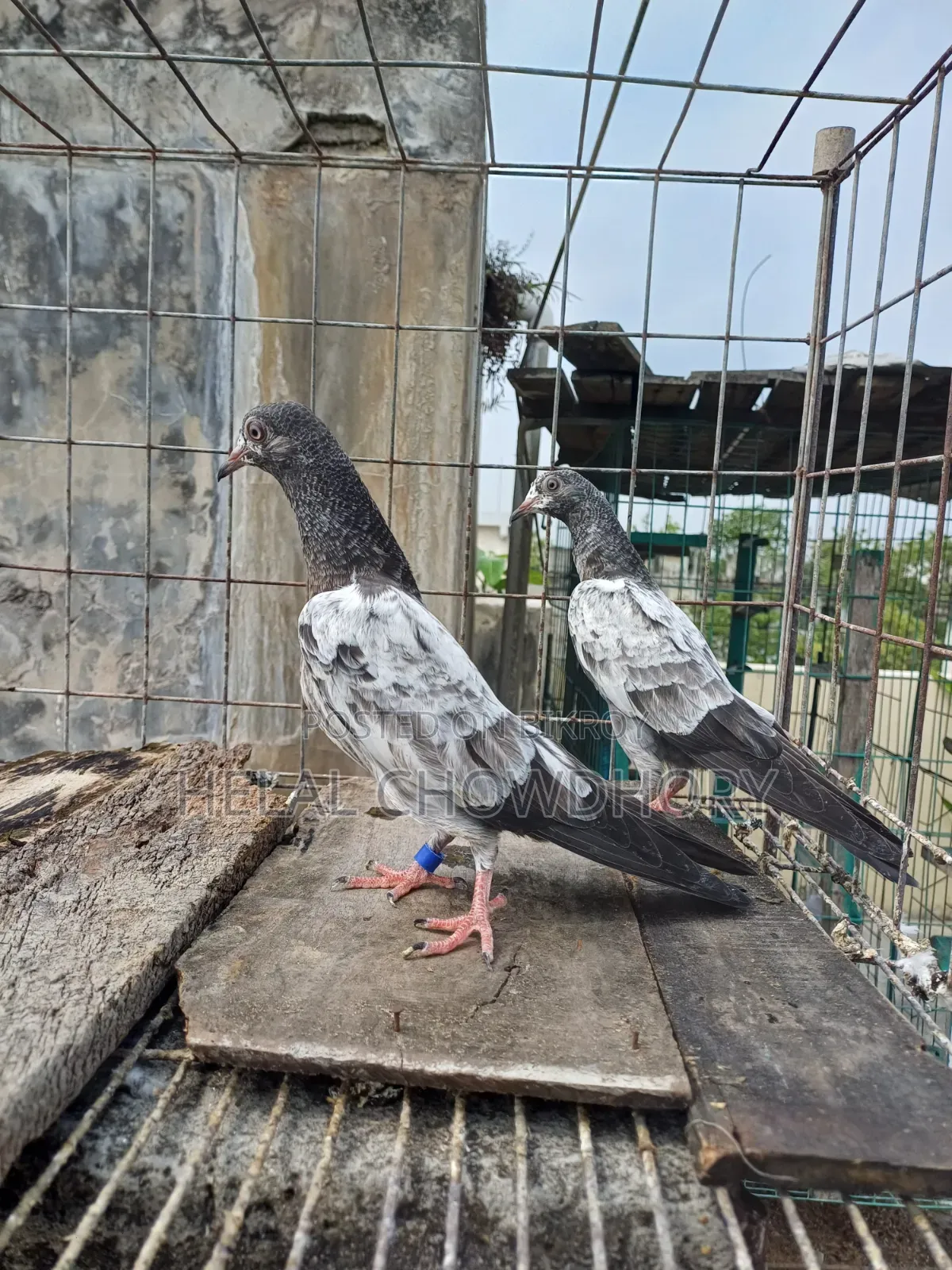 Pakistani Baby Pigeons