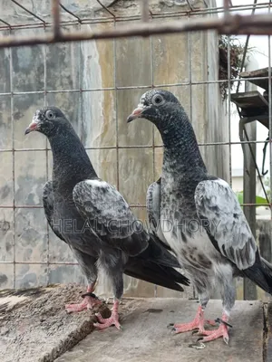 Pakistani Baby Pigeons