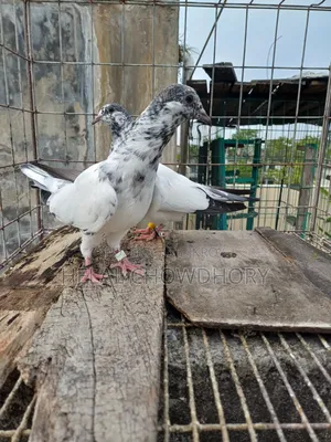 Pakistani Baby Pigeons