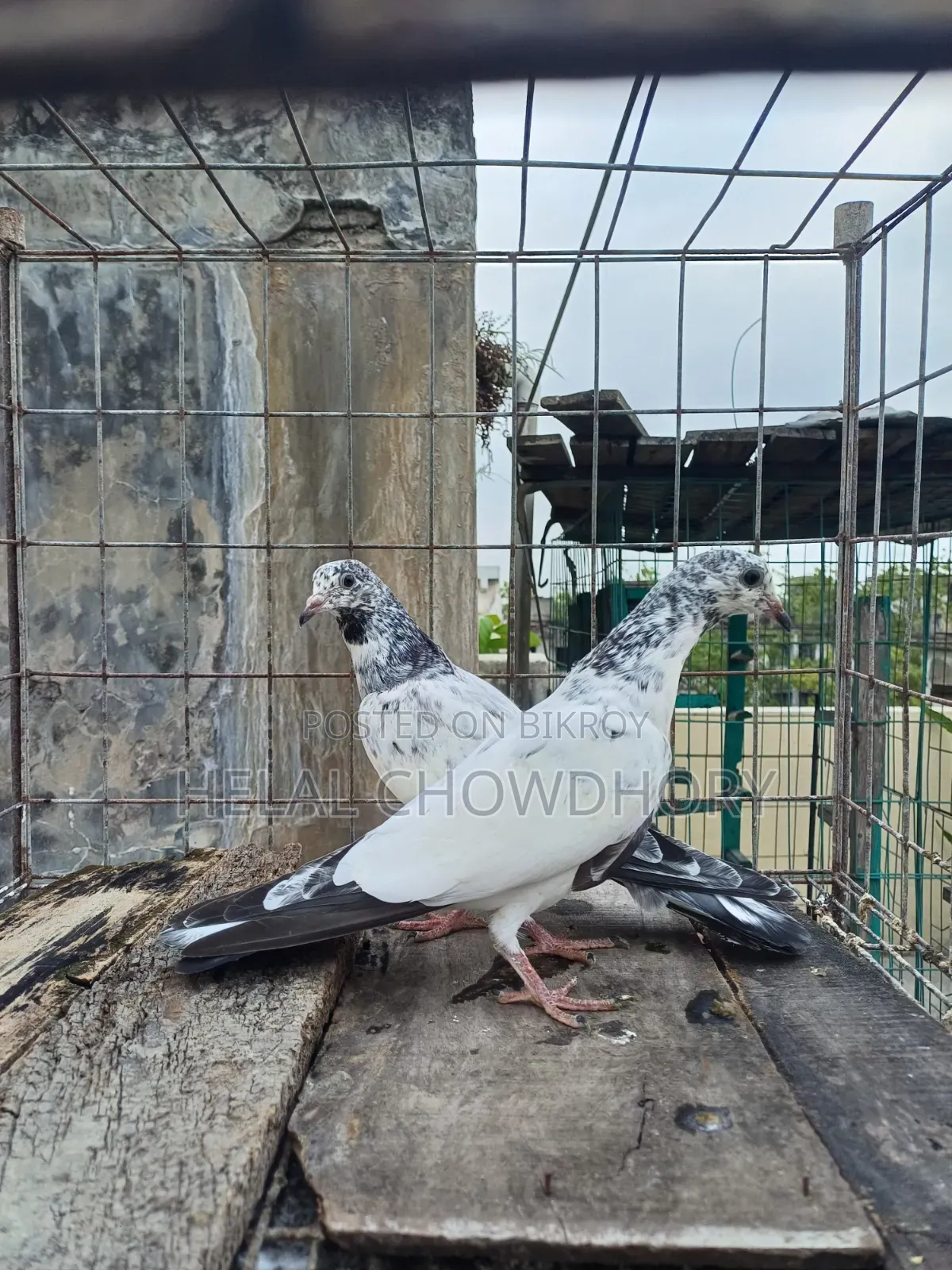 Pakistani Baby Pigeons