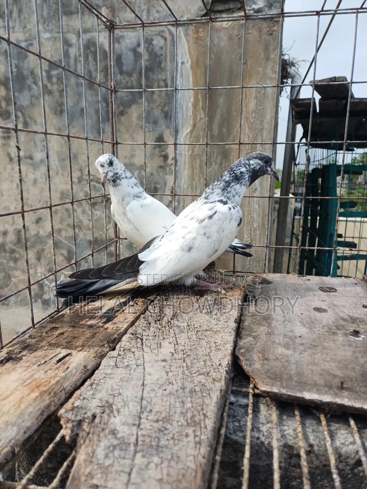 Pakistani Baby Pigeons