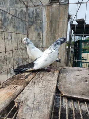 Pakistani Baby Pigeons