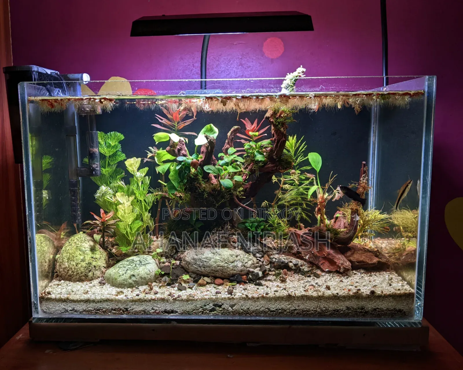 Planted Aquarium Full-Set