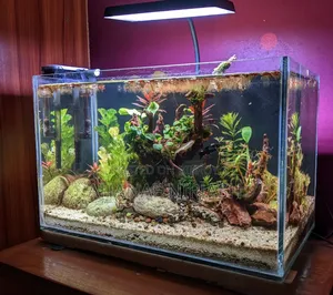 Planted Aquarium Full-Set