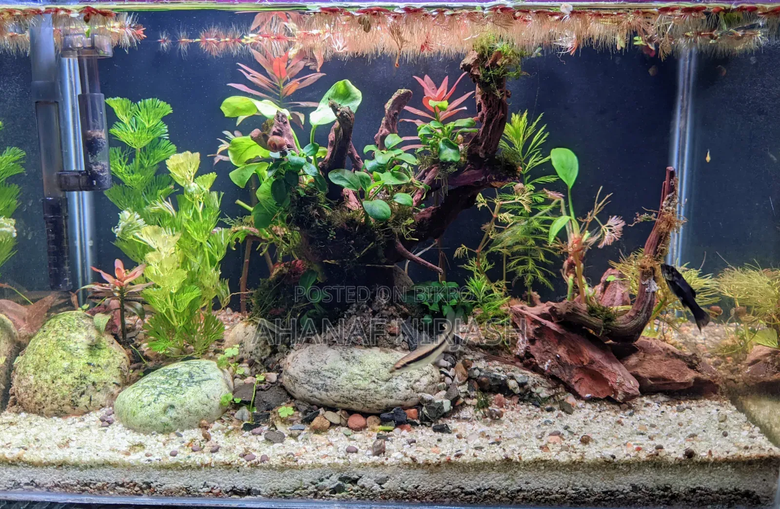 Planted Aquarium Full-Set