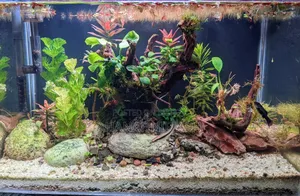 Planted Aquarium Full-Set