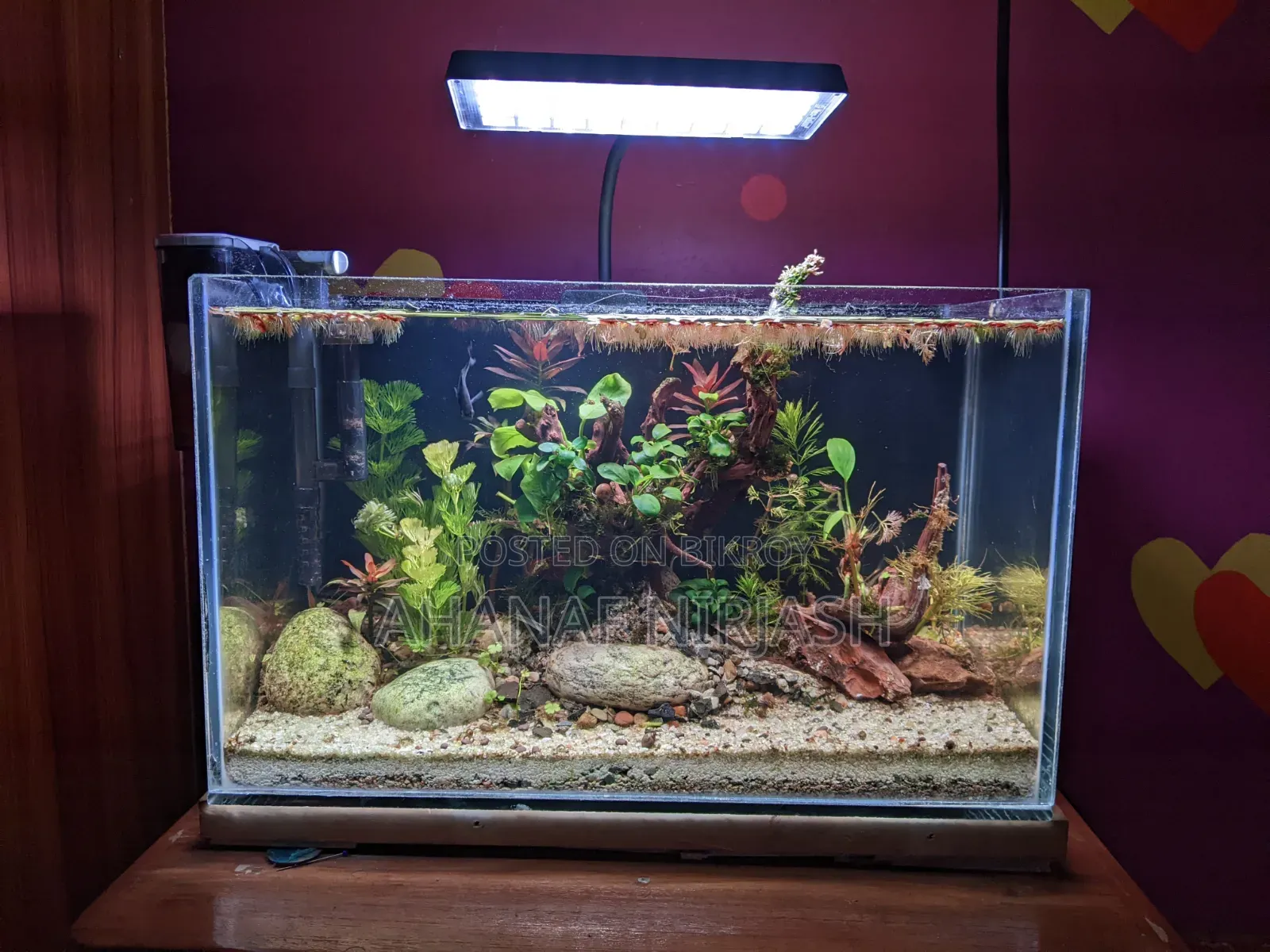 Planted Aquarium Full-Set