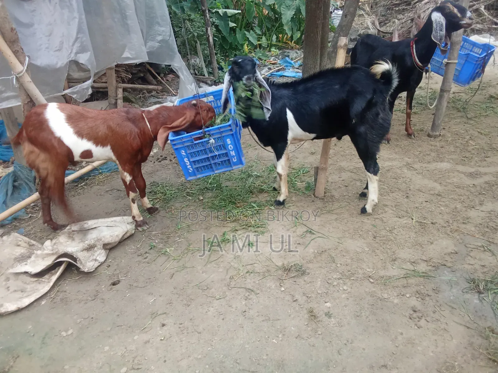 Assalamu Alaikum, I want to sell two goat kids