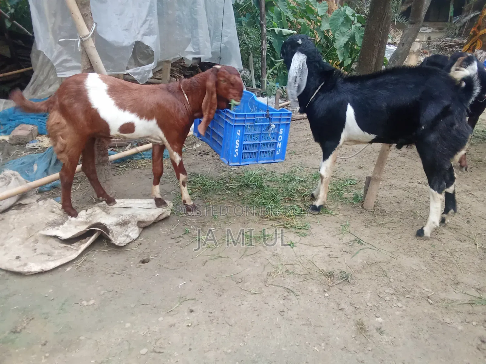 Assalamu Alaikum, I want to sell two goat kids