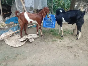 Assalamu Alaikum, I want to sell two goat kids