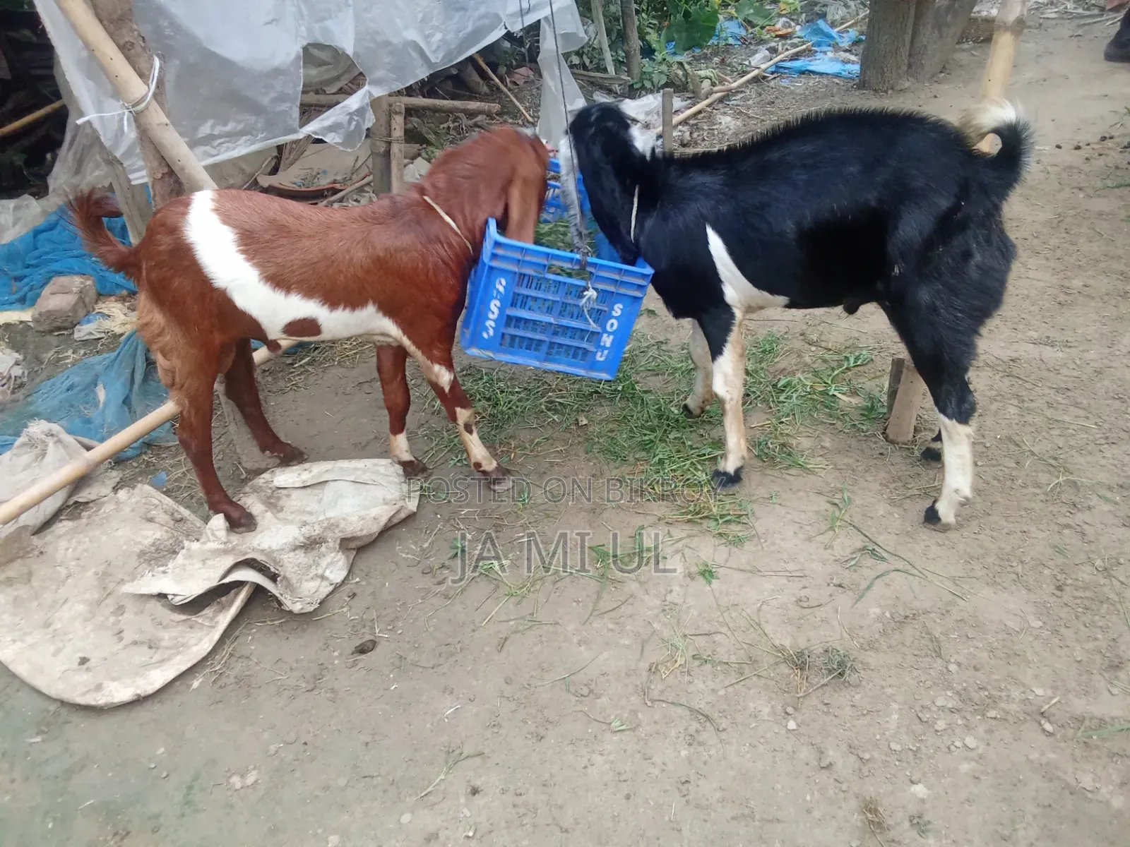 Assalamu Alaikum, I want to sell two goat kids